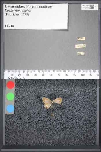 Media type: image;   Entomology 52640